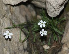 Heliosperma pusillum