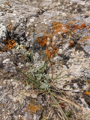 Odontarrhena obtusifolia