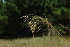Bromus cappadocicus