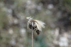 Leontodon biscutellifolius