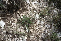 Leontodon biscutellifolius