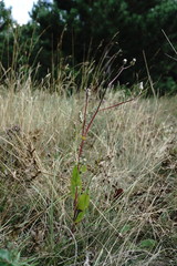 Crepis pannonica
