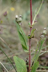Crepis pannonica