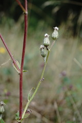 Crepis pannonica