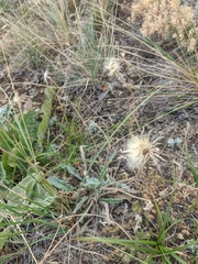 Leontodon biscutellifolius