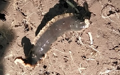 Arthurdendyus triangulatus