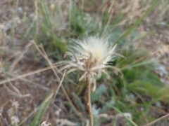 Leontodon biscutellifolius