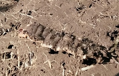 Arthurdendyus triangulatus