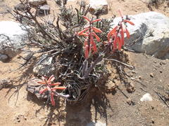 Gonialoe variegata