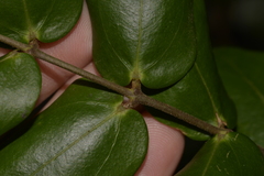 Ripogonum