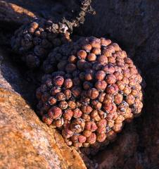 Conophytum uviforme decoratum