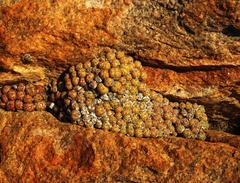 Conophytum uviforme decoratum