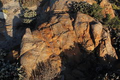 Conophytum uviforme decoratum