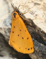 Setina irrorella