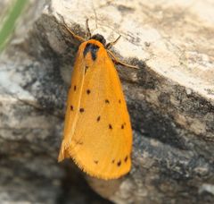 Setina irrorella