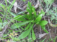 Tylecodon ventricosus