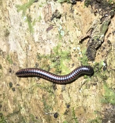 Spirobolellus antipodarus