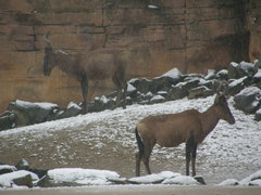 Alcelaphus buselaphus