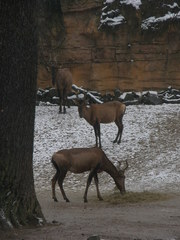 Alcelaphus buselaphus