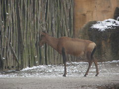 Alcelaphus buselaphus