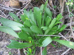 Tylecodon ventricosus