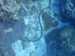 Emydocephalus ijimae