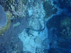 Emydocephalus ijimae