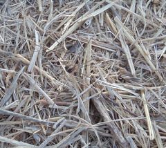 Cosmobunus granarius