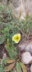Papaver popovii