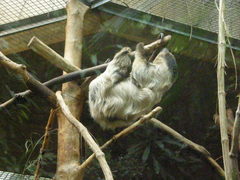 Choloepus didactylus