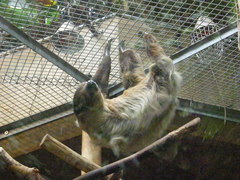 Choloepus didactylus