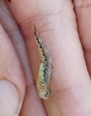 Economidichthys pygmaeus