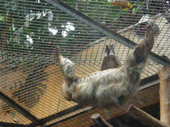 Choloepus didactylus