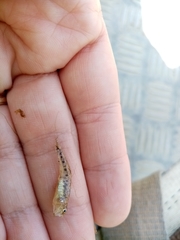 Economidichthys pygmaeus