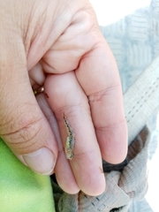 Economidichthys pygmaeus