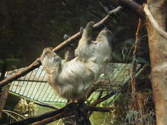 Choloepus didactylus