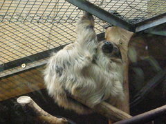 Choloepus didactylus