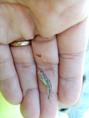 Economidichthys pygmaeus