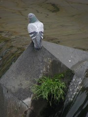 Columba livia domestica