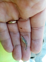 Economidichthys pygmaeus