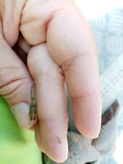 Economidichthys pygmaeus