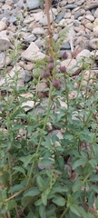 Scrophularia incisa