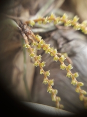 Campylocentrum grisebachii