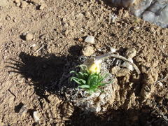 Gethyllis namaquensis