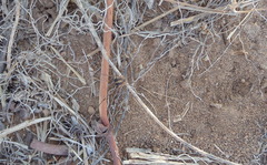 Cosmobunus granarius