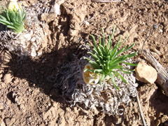 Gethyllis namaquensis