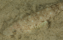 Platycephalus grandispinis