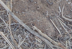 Cosmobunus granarius