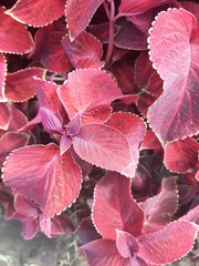Coleus scutellarioides