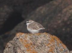 Charadrius marginatus marginatus